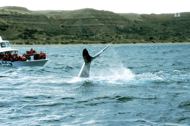 Valdes Peninsula: Full Day With Whale Watching - Whale Watching Season