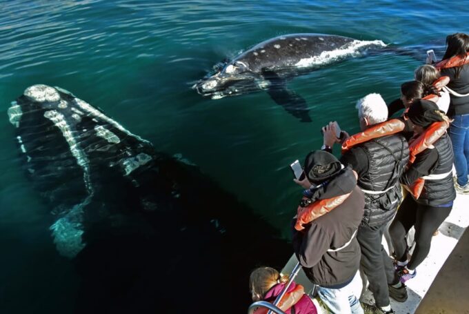 Valdes Peninsula: Full Day With Whale Watching - Landscapes and Ecosystems