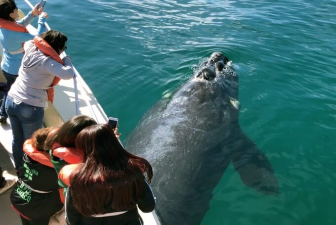 Valdes Peninsula: Full Day With Whale Watching - Getting to Valdes Peninsula