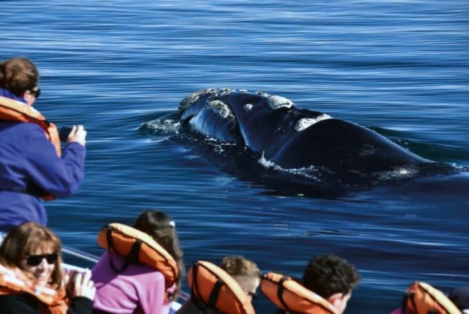 Valdes Peninsula: Full Day With Whale Watching - Frequently Asked Questions