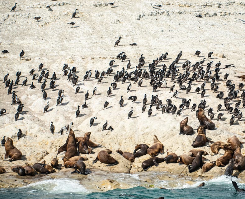 Valdés Peninsula: Historical and Nature Boat Tour Pto. Madryn - Starting Location and Duration