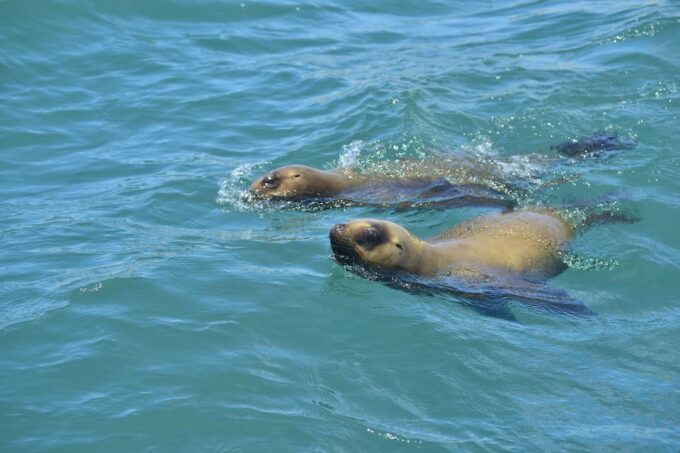 Valdés Peninsula: Historical and Nature Boat Tour Pto. Madryn - Frequently Asked Questions