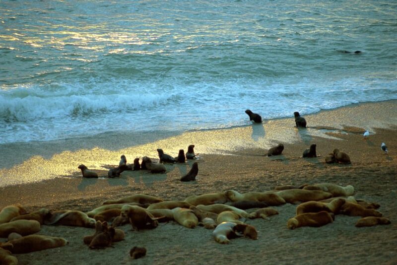 Valdes Peninsula Shore Excursion - Starting Location and Tour Highlights