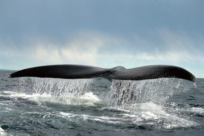 Valdes Peninsula Shore Excursion - Wildlife Observation Opportunities