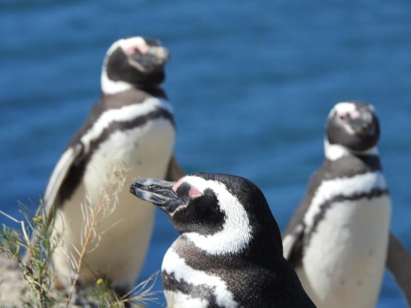 Valdés Peninsula Shore Excursions Tours - Experience Highlights