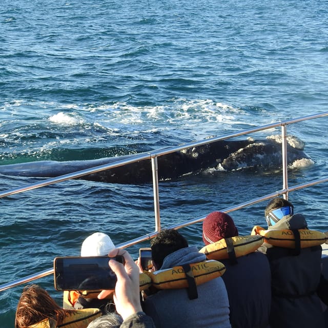 Valdés Peninsula Shore Excursions Tours - Team and Support