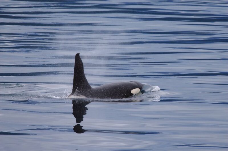 Valdez: 6-Hour Columbia Glacier Cruise - Check-in and Meeting Point