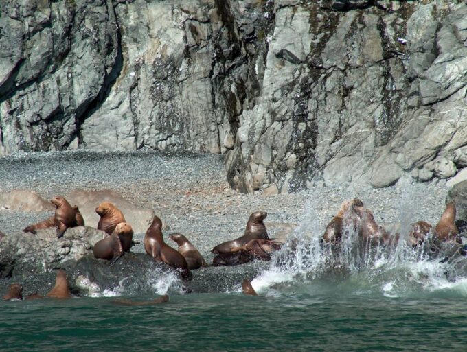 Valdez: 6-Hour Columbia Glacier Cruise - Dietary Accommodations