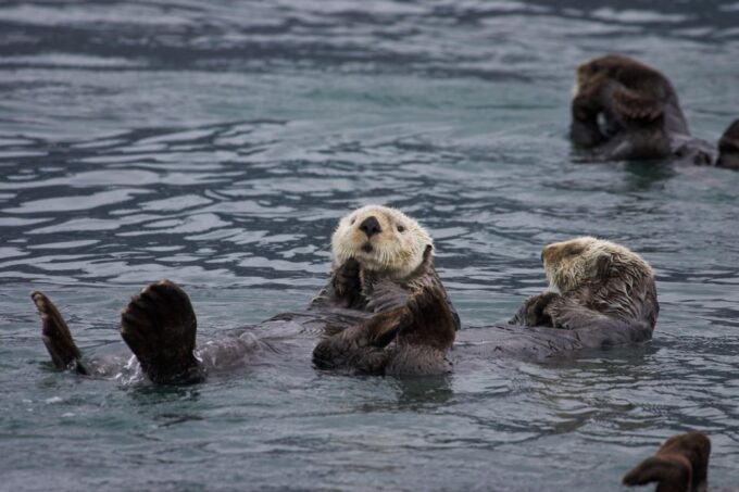 Valdez: 6-Hour Columbia Glacier Cruise - Frequently Asked Questions