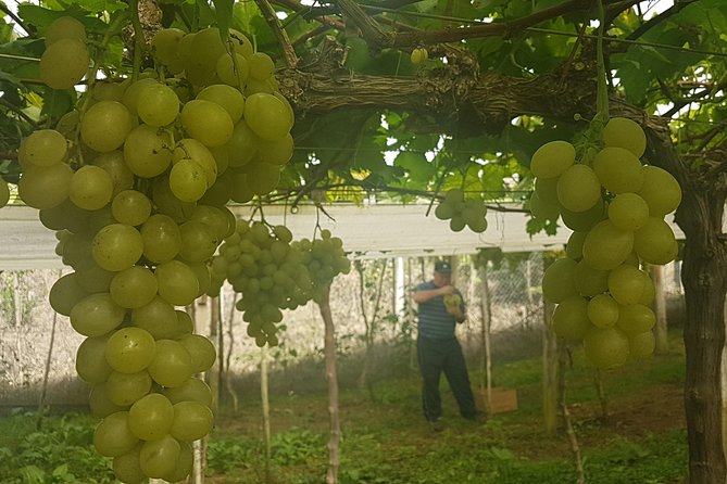 Vale Dos Vinhedos: Private Group Tour From Porto Alegre - Booking and Confirmation