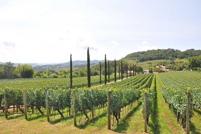 Vale Dos Vinhedos Private Tour From Porto Alegre or Gramado - Itinerary Highlights