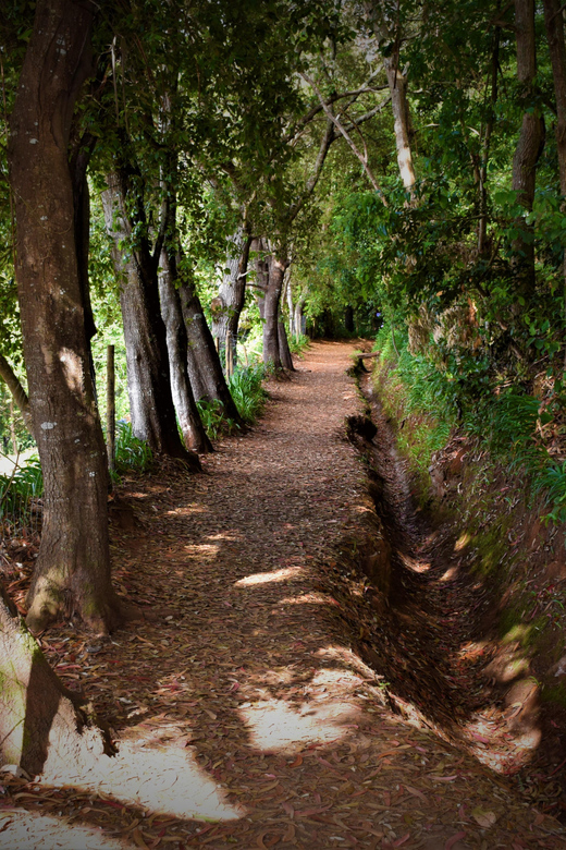 Vale Paraíso Rock Madeira Island Walk - Key Points