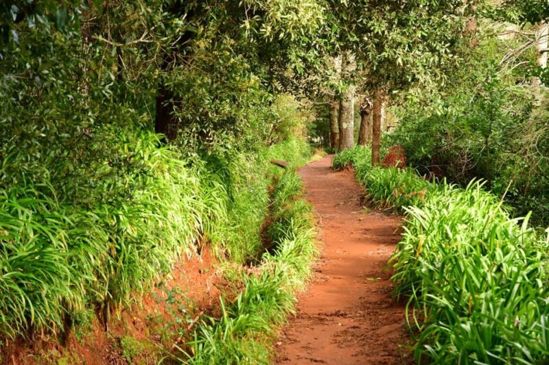 Vale Paraíso Rock Madeira Island Walk - Guide and Local Insights