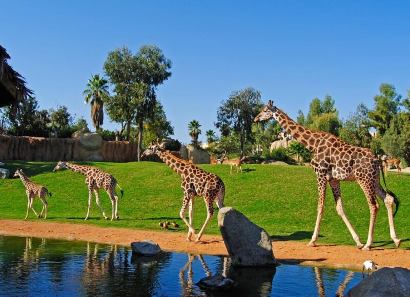 Valencia: Bioparc Valencia Admission Ticket - Key Points