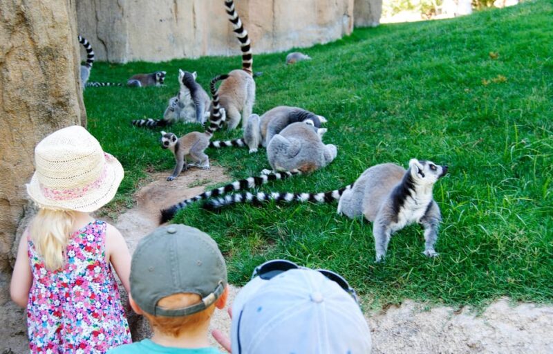 Valencia: Bioparc Valencia Admission Ticket - Main Areas and Attractions