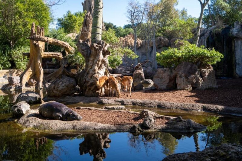 Valencia: Bioparc Valencia Admission Ticket - Unique Experiences at Bioparc Valencia