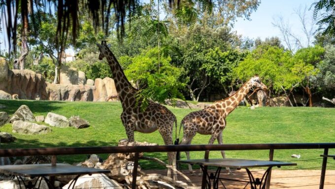 Valencia: Bioparc Valencia Admission Ticket - FAQ