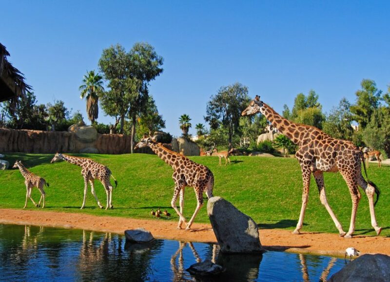 Valencia: Bioparc Valencia Admission Ticket - Key Points