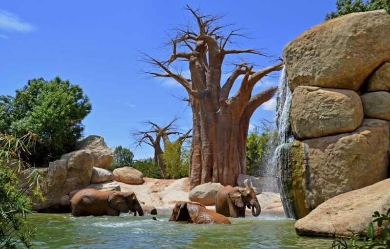 Valencia: Bioparc Valencia Admission Ticket - Ecosystems and Wildlife Highlights