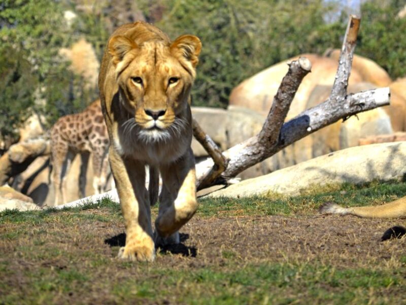 Valencia: Bioparc Valencia Admission Ticket - Accessibility and Restrictions