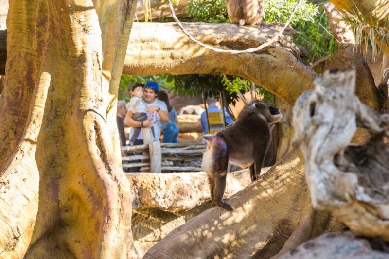 Valencia: Bioparc Valencia Admission Ticket - Arrival and On-site Facilities
