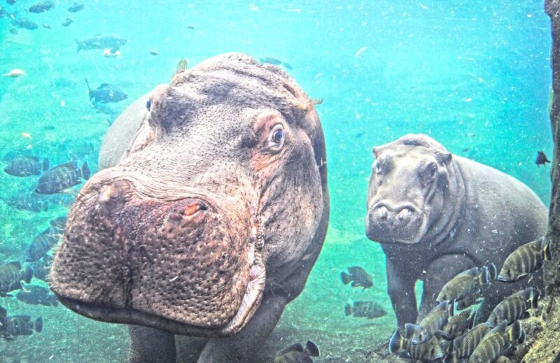 Valencia: Bioparc Valencia Admission Ticket - Customer Satisfaction and Reviews