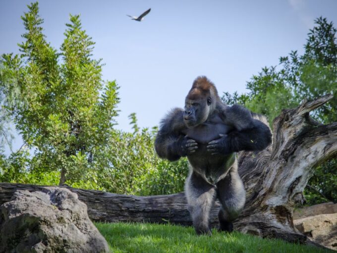 Valencia: Bioparc Valencia Admission Ticket - Opening Hours and Parking Options