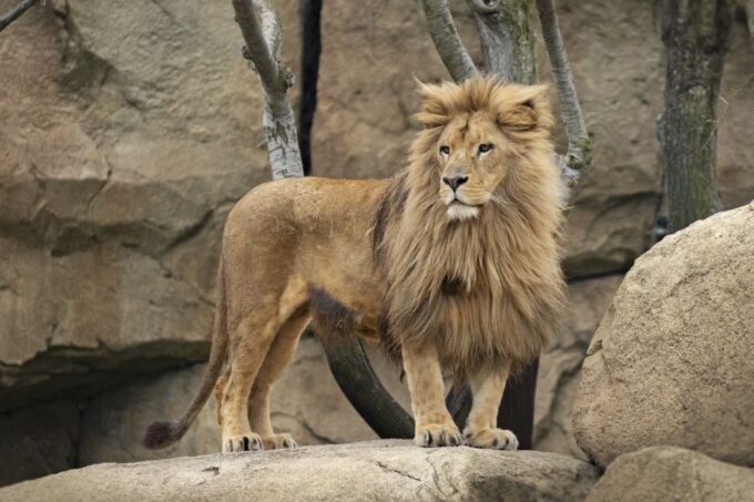 Valencia: Bioparc Valencia Admission Ticket - Unmissable Experiences and Discoveries