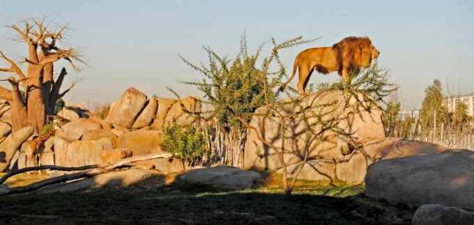 Valencia: Bioparc Valencia Admission Ticket - Frequently Asked Questions