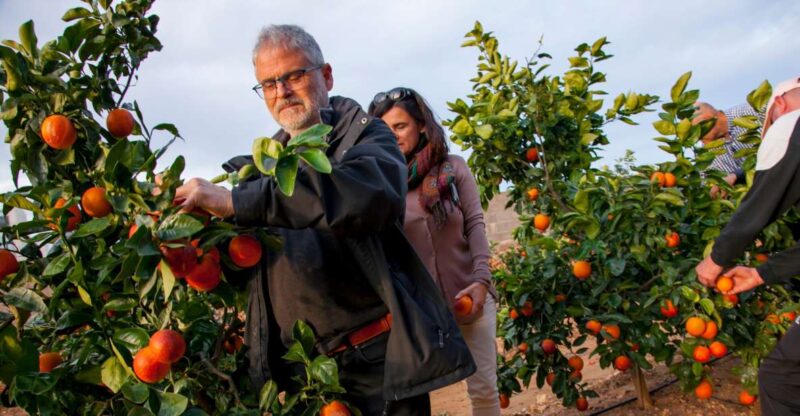 Valencia: Orange Farm and Orchard Trip With Tastings - Activity Highlights