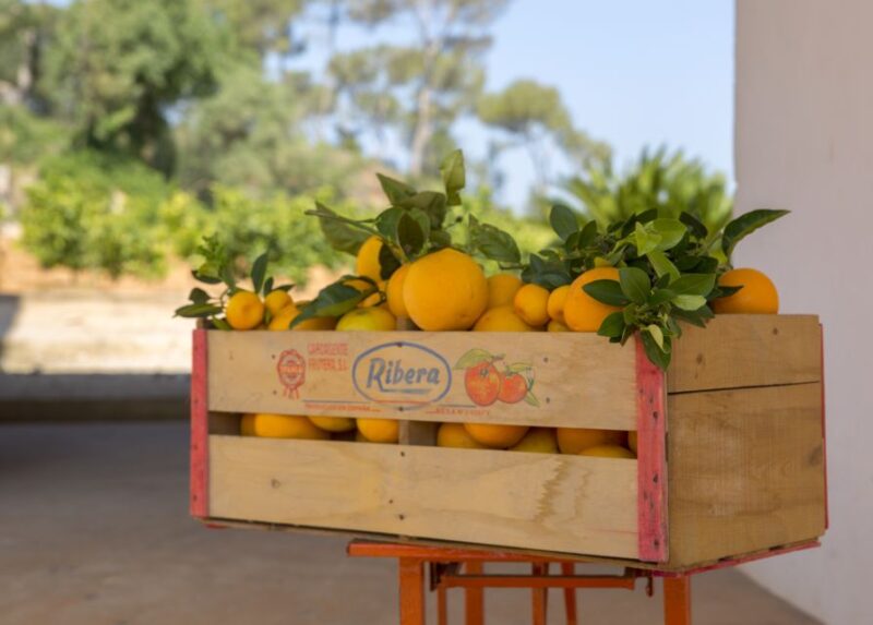 Valencia: Orange Farm and Orchard Trip With Tastings - Availability and Cancellation