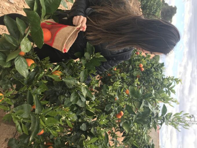 Valencia: Orange Farm and Orchard Trip With Tastings - Customer Ratings