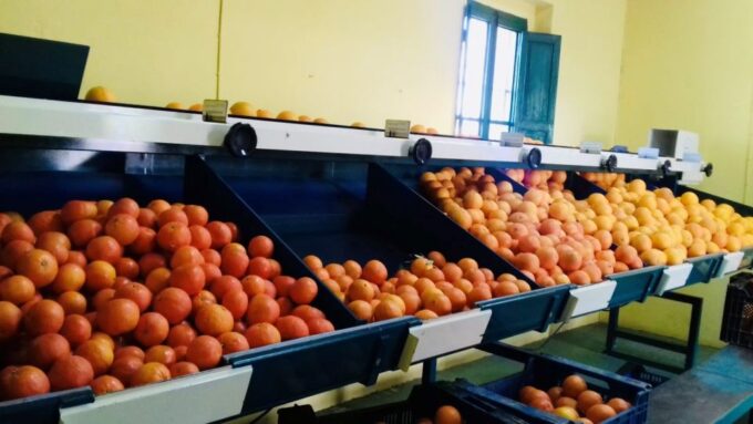 Valencia: Orange Farm and Orchard Trip With Tastings - Frequently Asked Questions