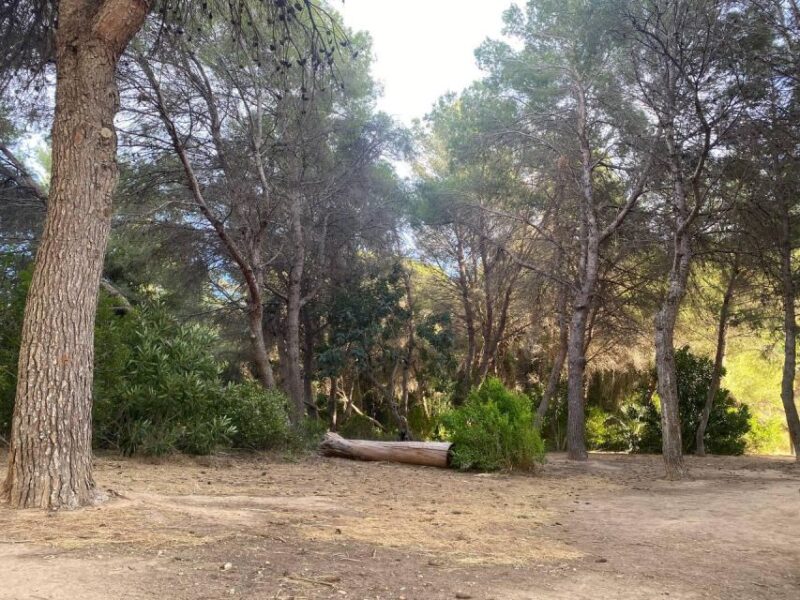 Valencia: The Albufera Lake Self-Guided E-Bike Tour - City of Arts and Sciences