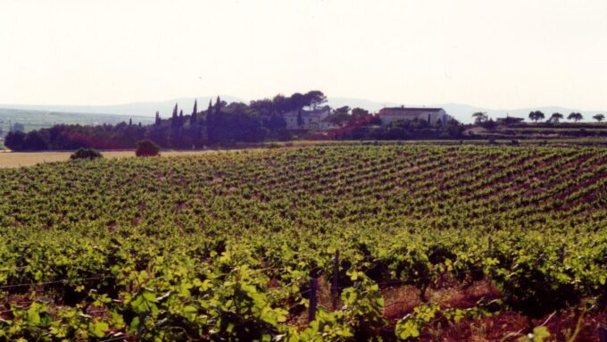 Valencia: Utiel-Requena Cave & Winery Day Trip With Tasting - Enjoying the Included Snacks