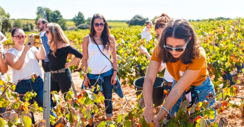 Valencia: Winery Visit With Vineyard Tour & Wine Tasting - Local Gastronomy Highlights