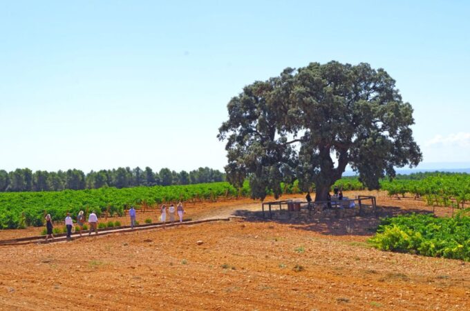 Valencia: Winery Visit With Vineyard Tour & Wine Tasting - Booking and Cancellation Policy