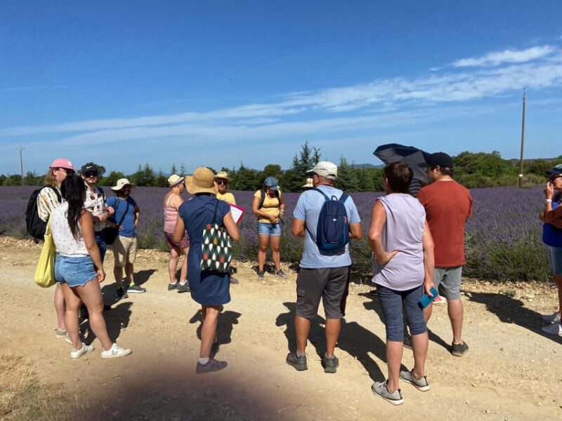 Valensole : Visit of a Winery and Lavender Farm - Vineyard Experience