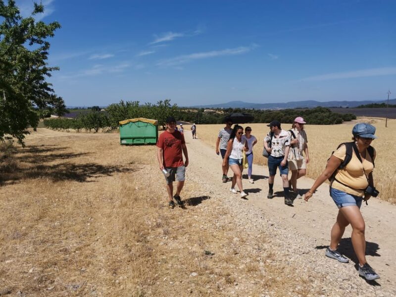 Valensole : Visit of a Winery and Lavender Farm - Sustainable Agriculture