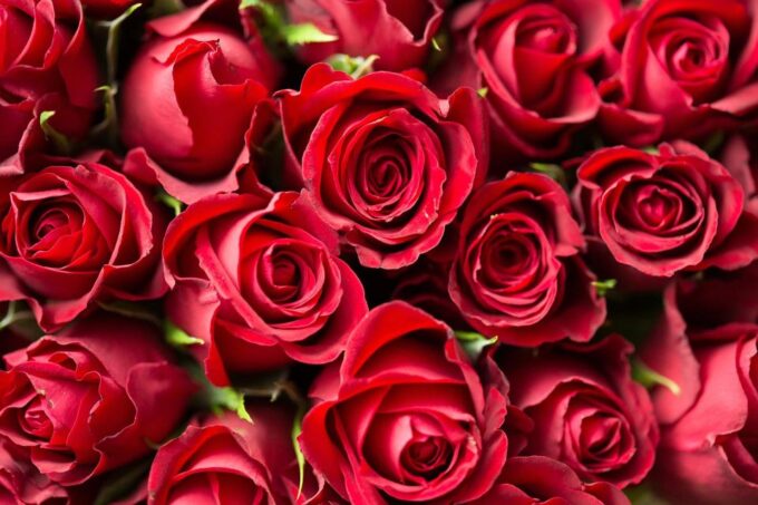 Valentines Train Kandy to Ella Special 14th February 2025 - Frequently Asked Questions
