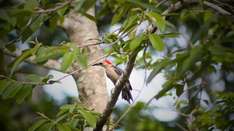 Valladolid: Chichen Itza + 2 Cenotes with Shared Transportation - Timing and Pacing: What Matters