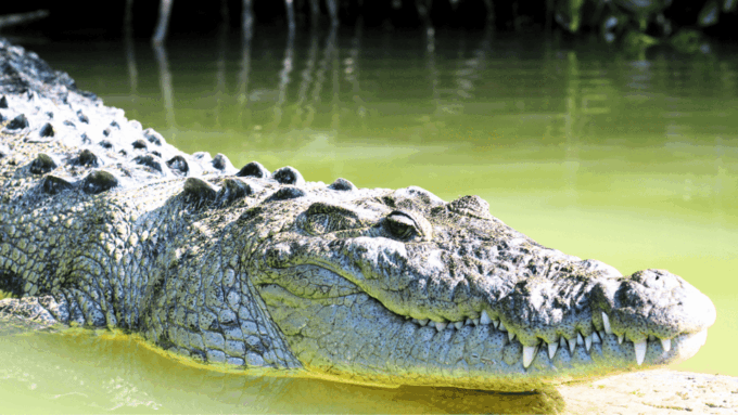 VALLADOLID: LAGARTOS RIVER + THE PINK LAKES + EK'BALAM + CENOTE - Activity Costs