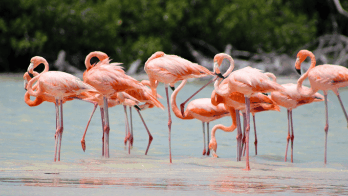 VALLADOLID: LAGARTOS RIVER + THE PINK LAKES + EK'BALAM + CENOTE - Frequently Asked Questions