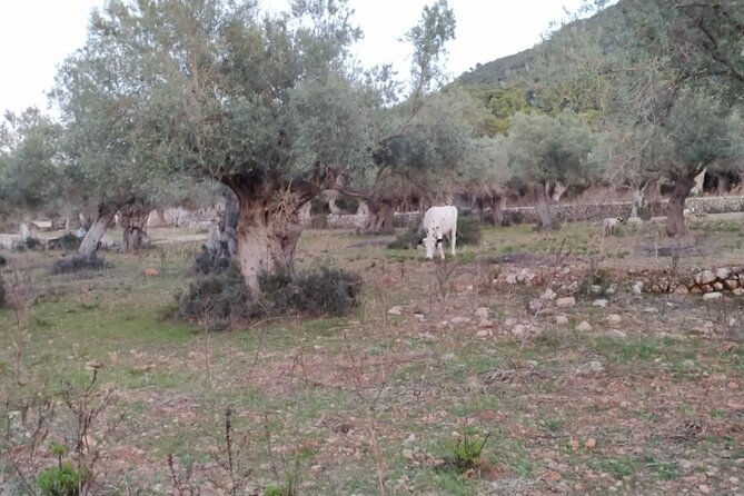 Valldemossa Lookouts and Sestaca - Cancellation and Refund Policy