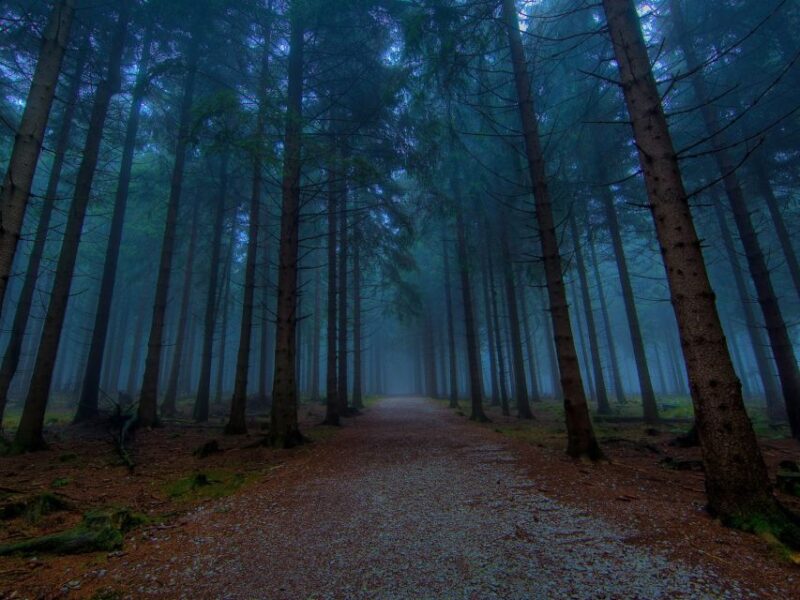 Valle De Bravo: Magical Night in the Forest - Inclusions