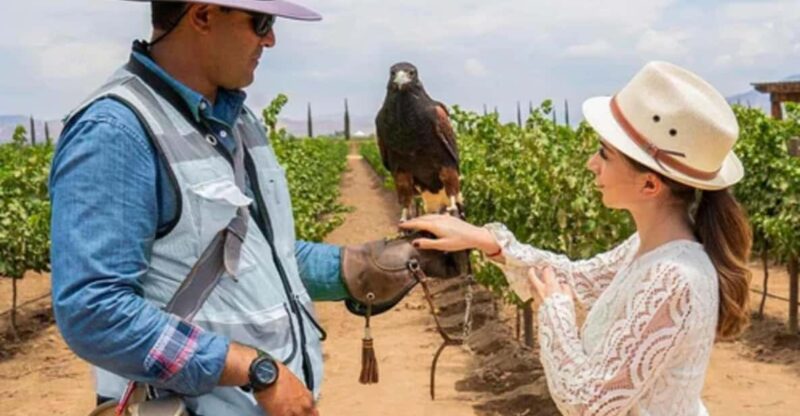 Valle De Guadalupe: The Cielo Winery Experience With Tastings - Key Points