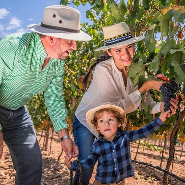 Valle De Guadalupe: Vineyard Tour and Wine Tasting in Cart - Additional Recommendations