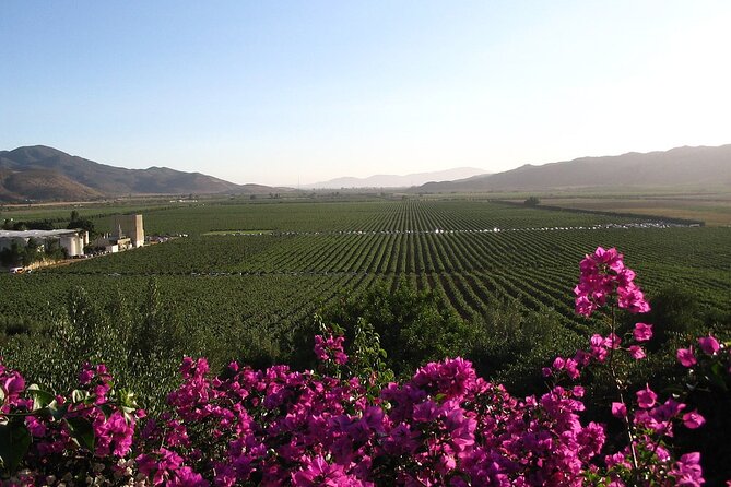 Valle De Guadlaupe Winery and Vineyard Tour From San Diego - Key Points