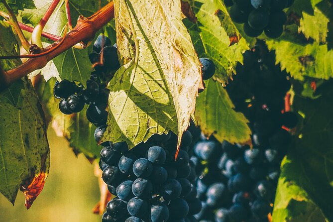 Valle De Guadlaupe Winery and Vineyard Tour From San Diego - Included Services