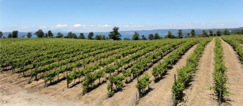 Valle Del Lago: Ebike Tour With Food&Wine Tasting Experience - Experience Highlights